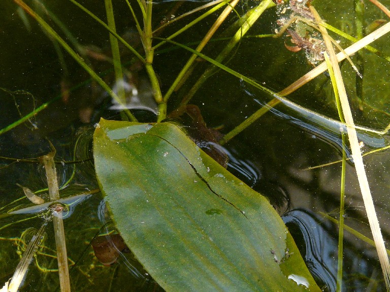 Il Laghetto del Centro di Entomologia - Piombino (LI)